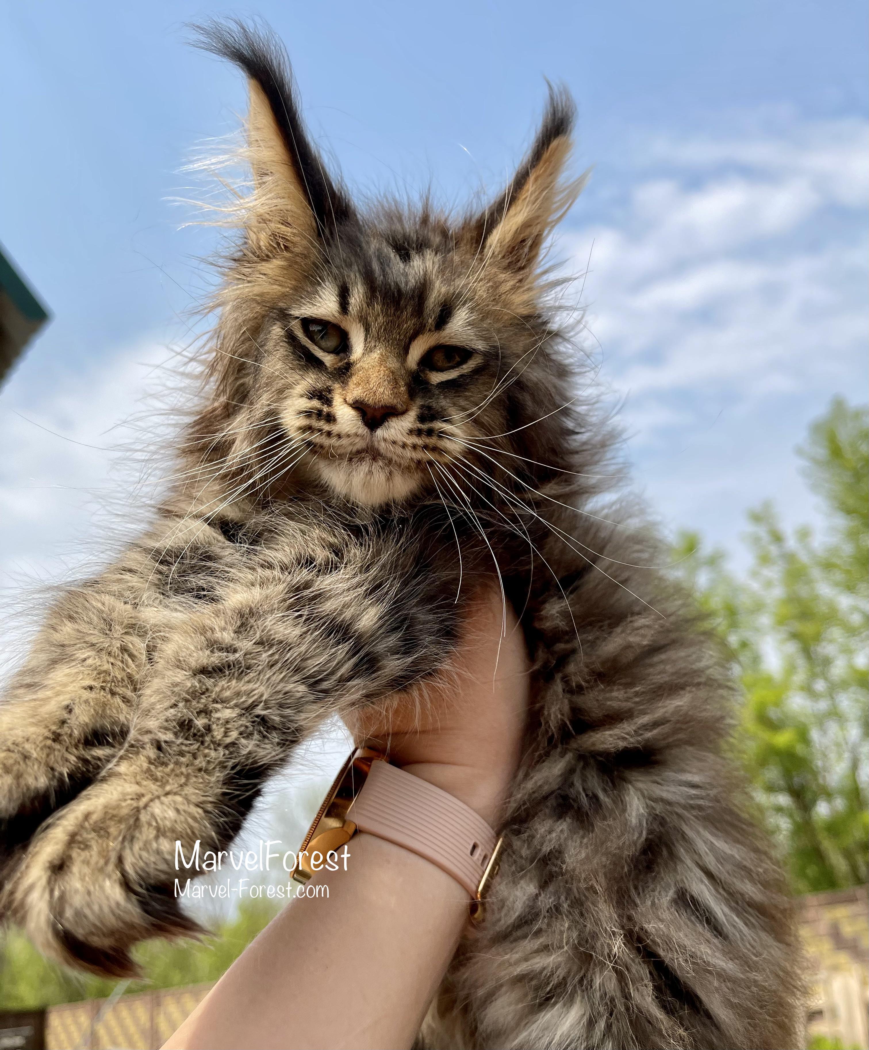 Мейн кун и актер