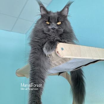 Philadelphia of MarvelForest