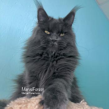 Ponka of MarvelForest