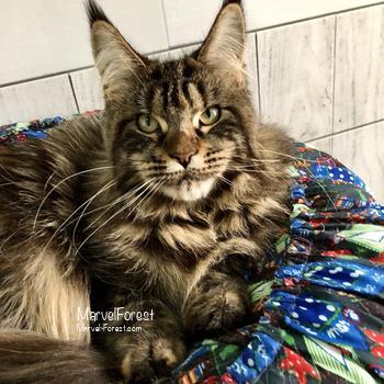 Tiramisu of MarvelForest