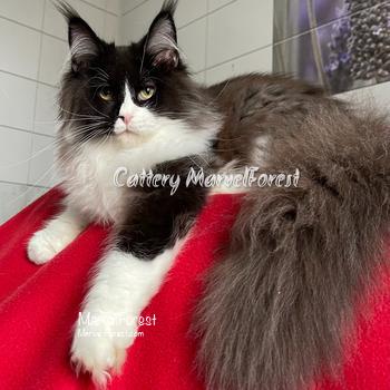 Image Maine Coon kitten R1 (pingvin) of Marvel Forest