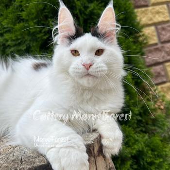 Image Maine Coon kitten N1 of Marvel Forest