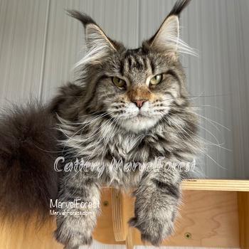 Ms. Dolly of MarvelForest 