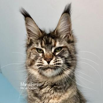 Lily Magnifiko Galla