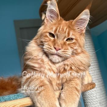 Image Maine Coon kitten O1 of MarvelForest