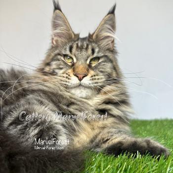 Image Maine Coon kitten R2 of MarvelForest