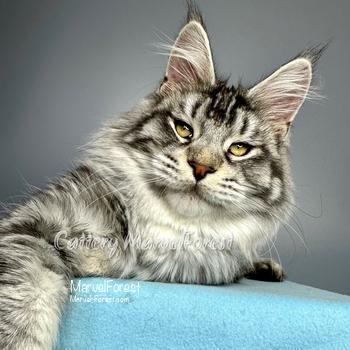 Image Maine Coon kitten T1 of MarvelForest
