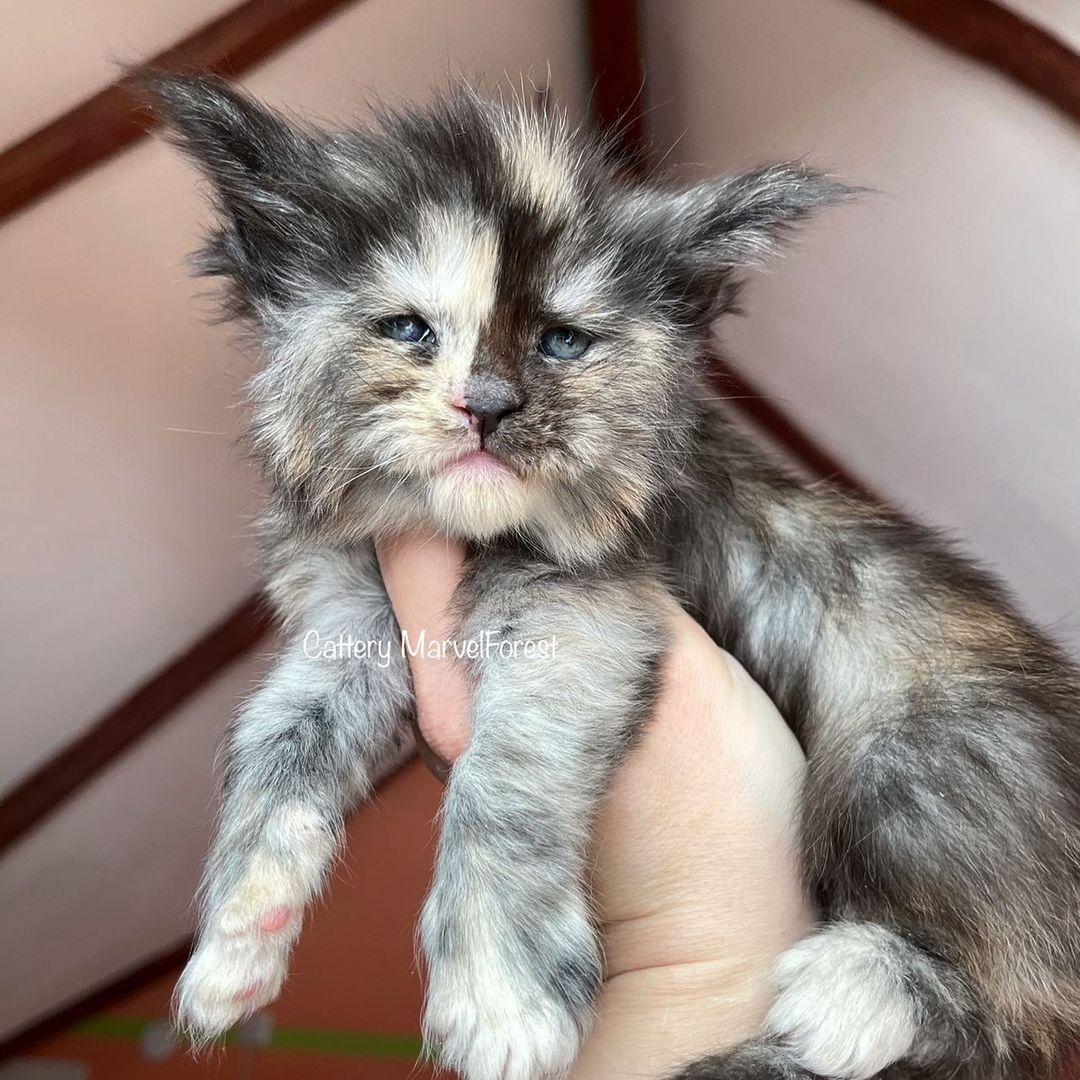 Maine Coon Cattery